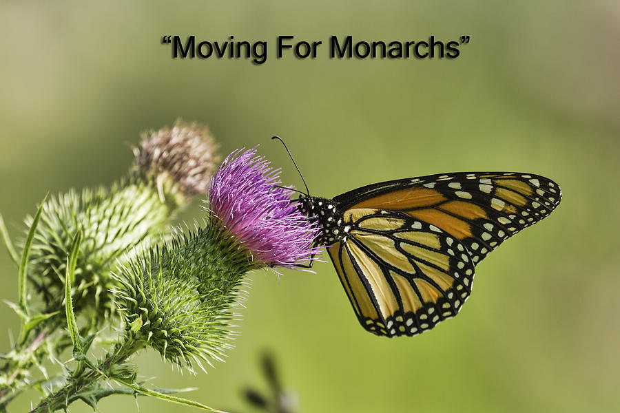 Moving For Monarchs Photograph by Thomas Young