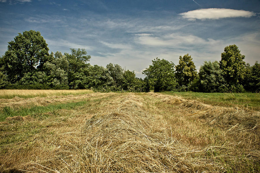 Cereal Photograph - Mowed golden hay field under blue sky by Brch Photography