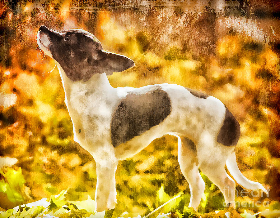 Moxie Photograph by Billie-Jo Miller - Fine Art America