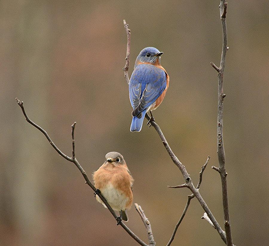 Bluebird Photograph - Mr. and Mrs. Bluebird by Judy Genovese