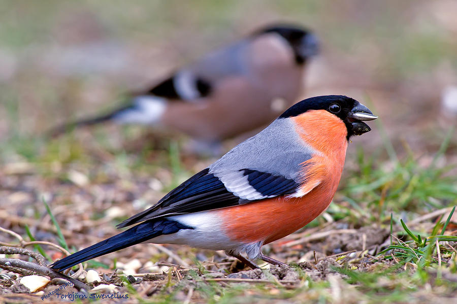 Mr and Mrs Bullfinch Photograph by Torbjorn Swenelius