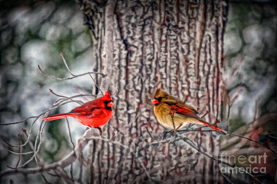 Mr and Mrs Cardinal Photograph by Dan Friend