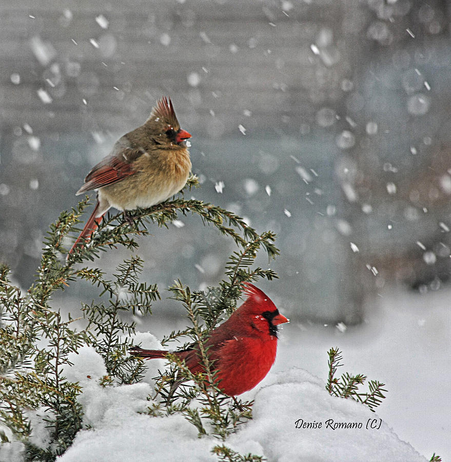 Mr. and Mrs. Cardinal Photograph by Denise Romano