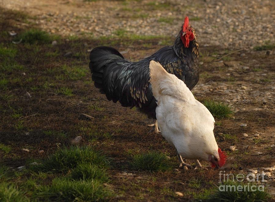 Poultry Digital Art - Mr. And Mrs. Fowl by Leo Symon