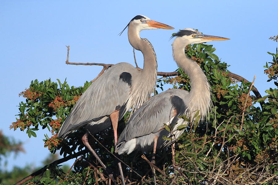 Mr. and Mrs G.B.Heron Photograph by Cindy Reilley - Pixels