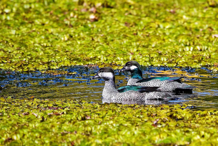 Wildlife Photograph - Mr and Mrs Green Pygmy Goose by Mr Bennett Kent