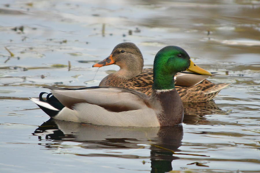 mr-and-mrs-mallard-photograph-by-nicki-bennett-pixels