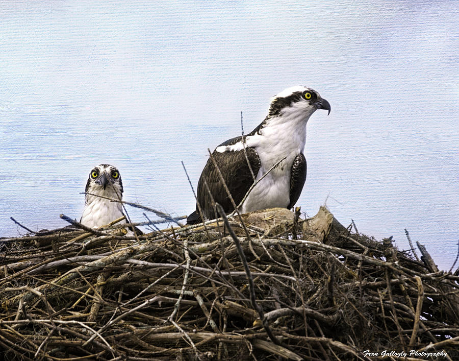 Mr. and Mrs. Osprey Photograph by Fran Gallogly