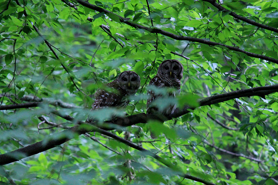 Mr and Mrs Owl Photograph by Lily K