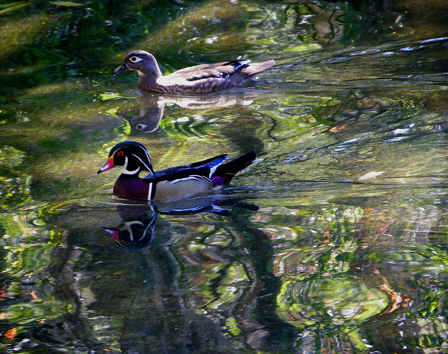 Nature Photograph - Mr and Mrs P W Duck by Judy Wanamaker