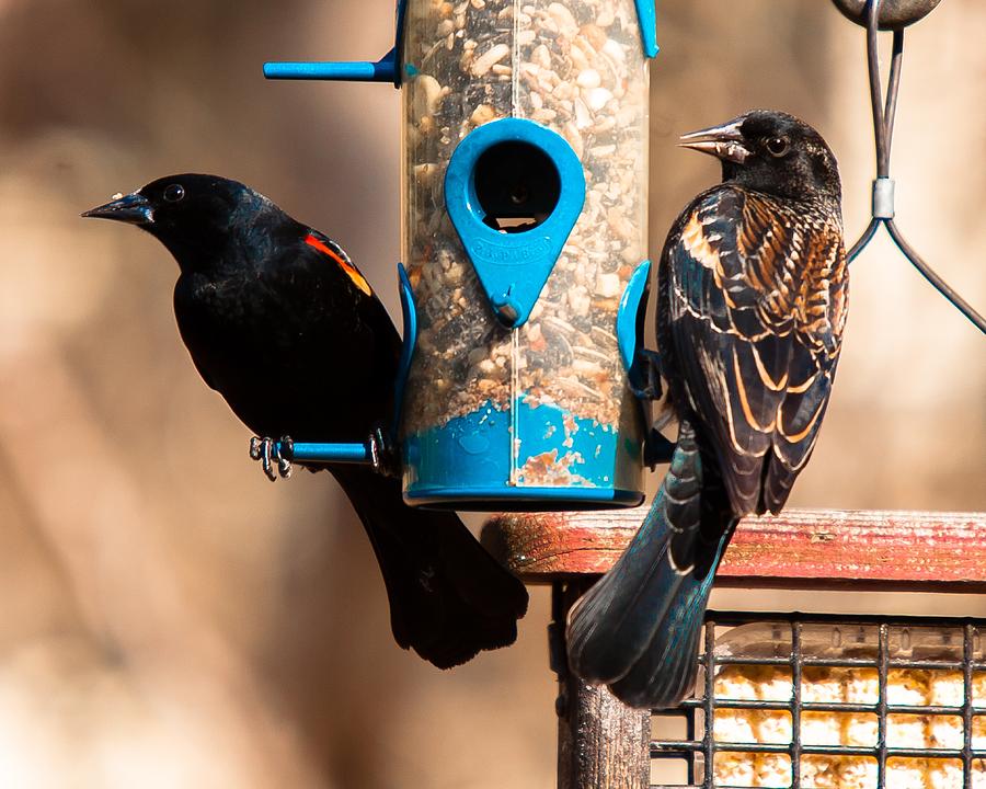 Mr. and Mrs. Red Winged Blackbird Photograph by Robert L Jackson