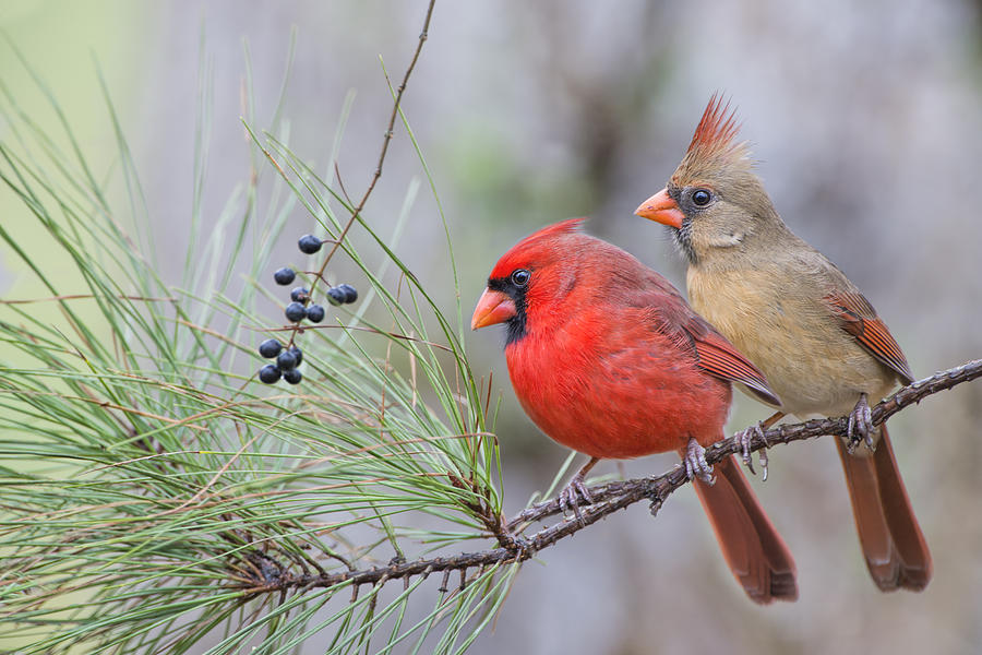 Bird Photograph - Mr. and Mrs. Redbird in Pine Tree by Bonnie Barry