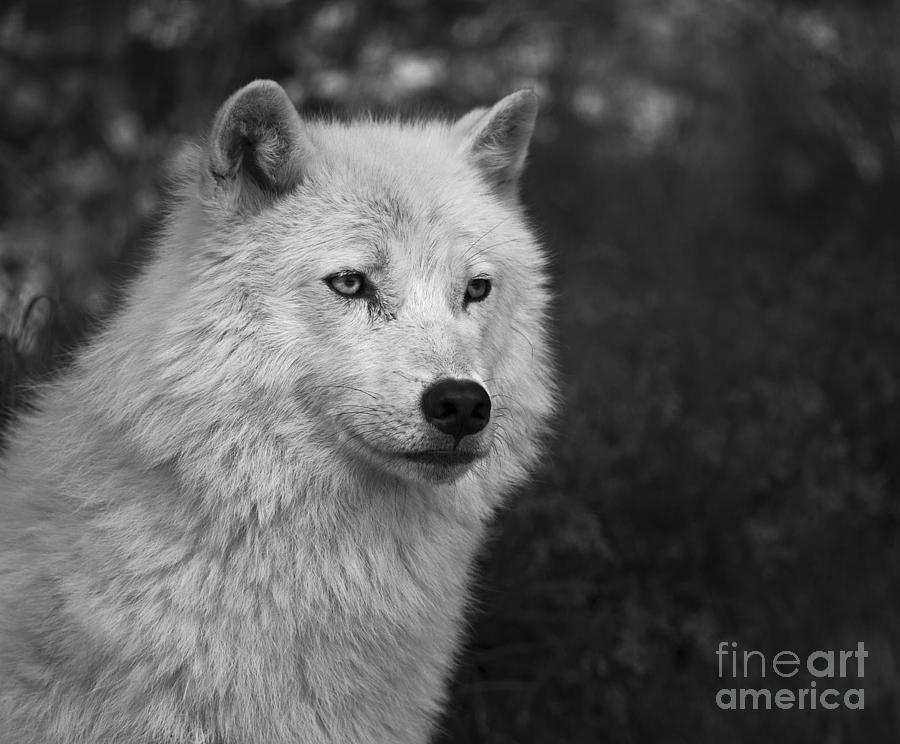 Nature Photograph - Mr. Arctic Wolf.. by Nina Stavlund