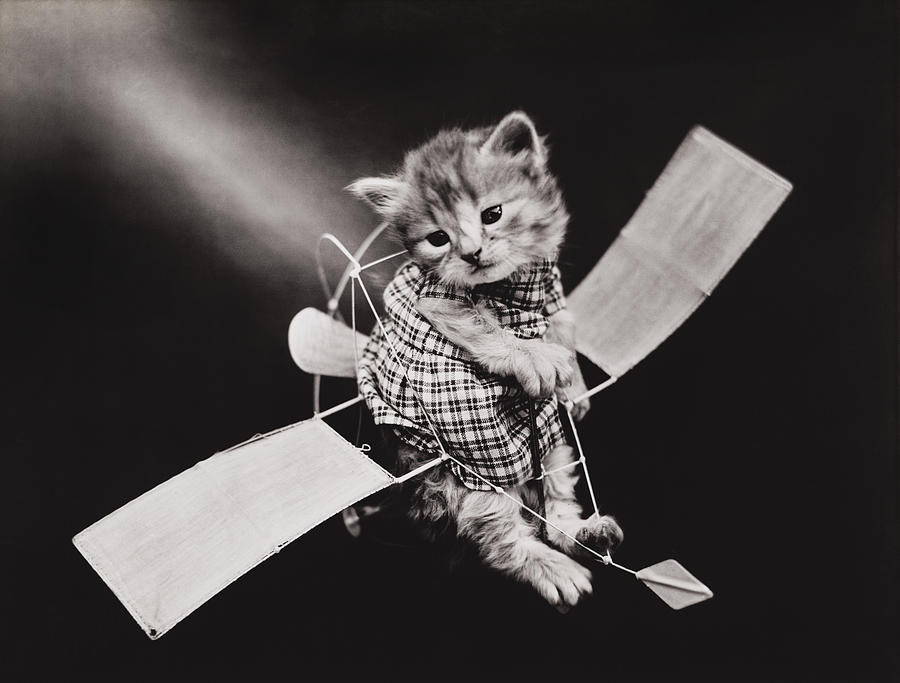 Cat Photograph - Mr Aviator by Aged Pixel