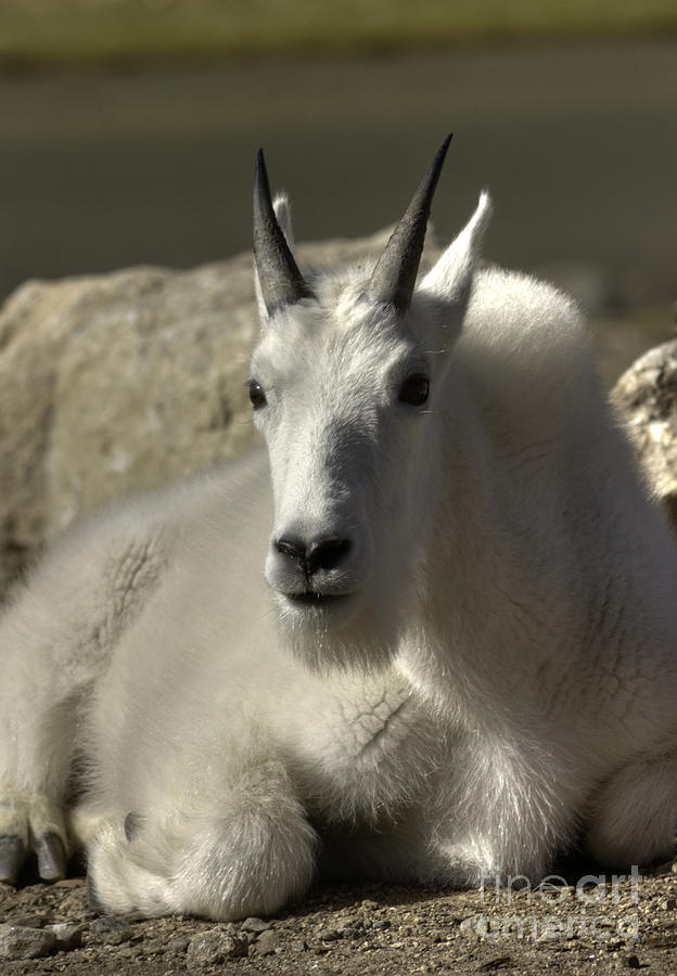 Mr B Goat - Esquire Photograph by David Bearden
