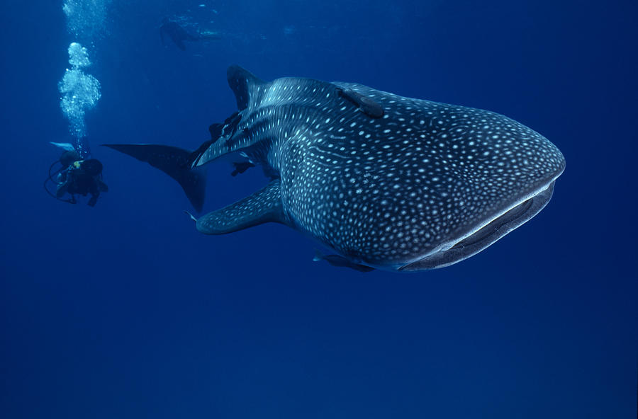 Mr. Big ...whale shark Photograph by Tammy616