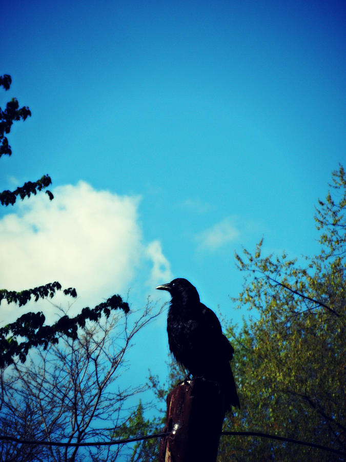 Crow Photograph - Mr Black Bird by Cyryn Fyrcyd