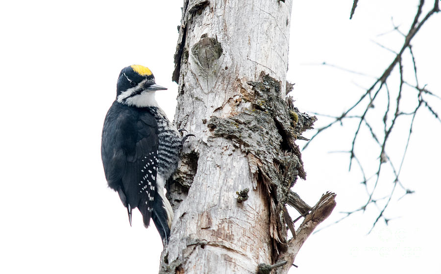 Mr. Black-bscked Woodpecker Photograph by Cheryl Baxter