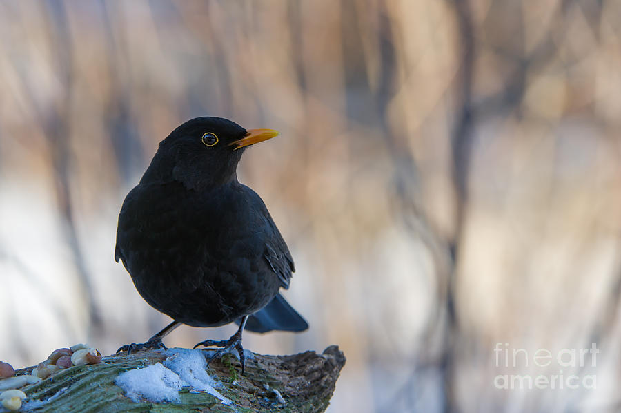 Mr Blackbird and the Peanuts Photograph by Torbjorn Swenelius