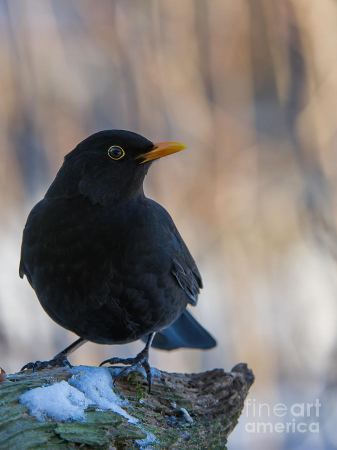 Mr Blackbird and the Peanuts v Photograph by Torbjorn Swenelius