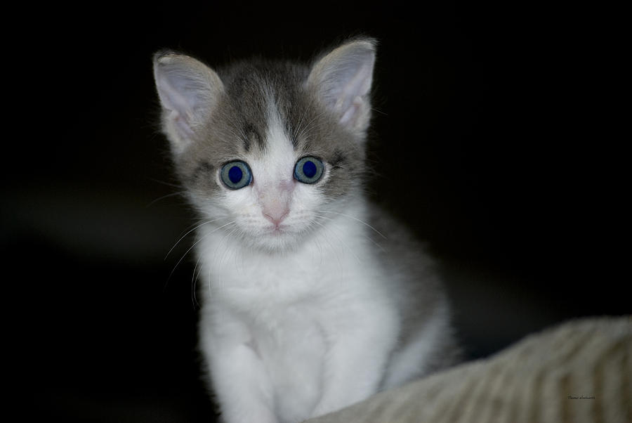 Mr Blue Eyes Kitty Photograph by Thomas Woolworth