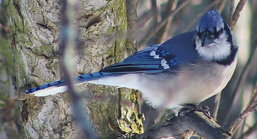 Mr. Blue Jay Photograph by Bruce Bley
