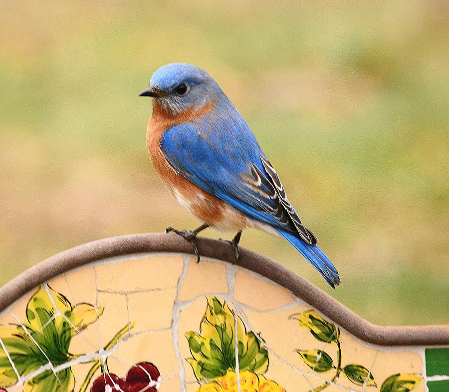 Bluebird Photograph - Mr. Bluebird by Judy Genovese