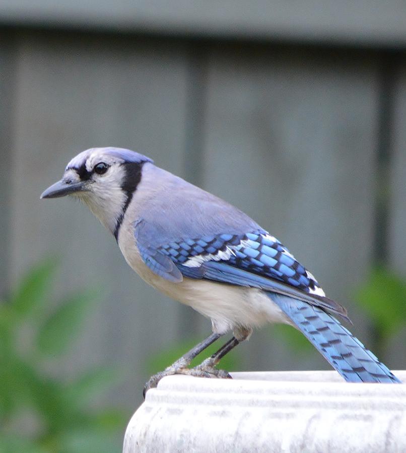 Bird Photograph - Mr. Bluejay by Stefon Marc Brown