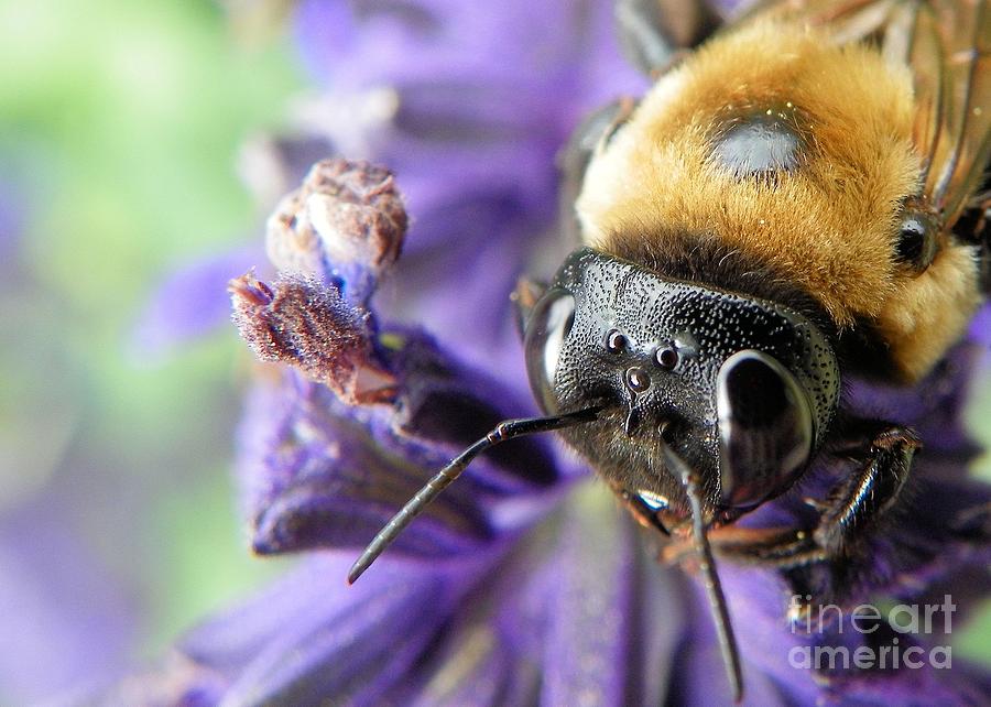 Insects Photograph - Mr. Bumble 2 by Chad and Stacey Hall