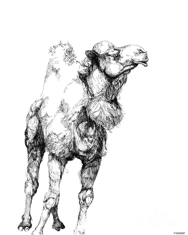 Mr Camel to You Drawing by Lizi Beard-Ward