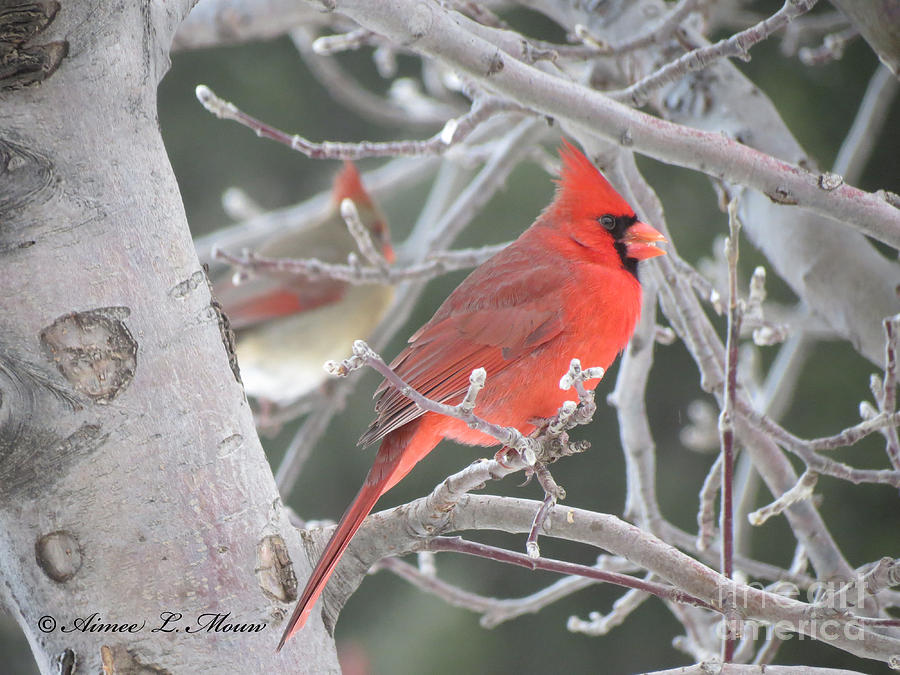 Mr. Cardinal Photograph by Aimee Mouw