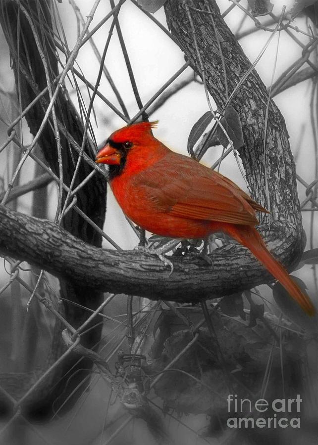 Mr Cardinal -Card Photograph by Sandra Clark