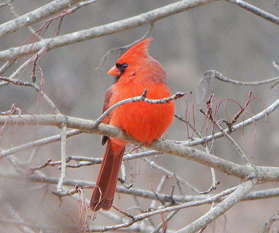 Mr Cardinal Photograph by Judy Genovese