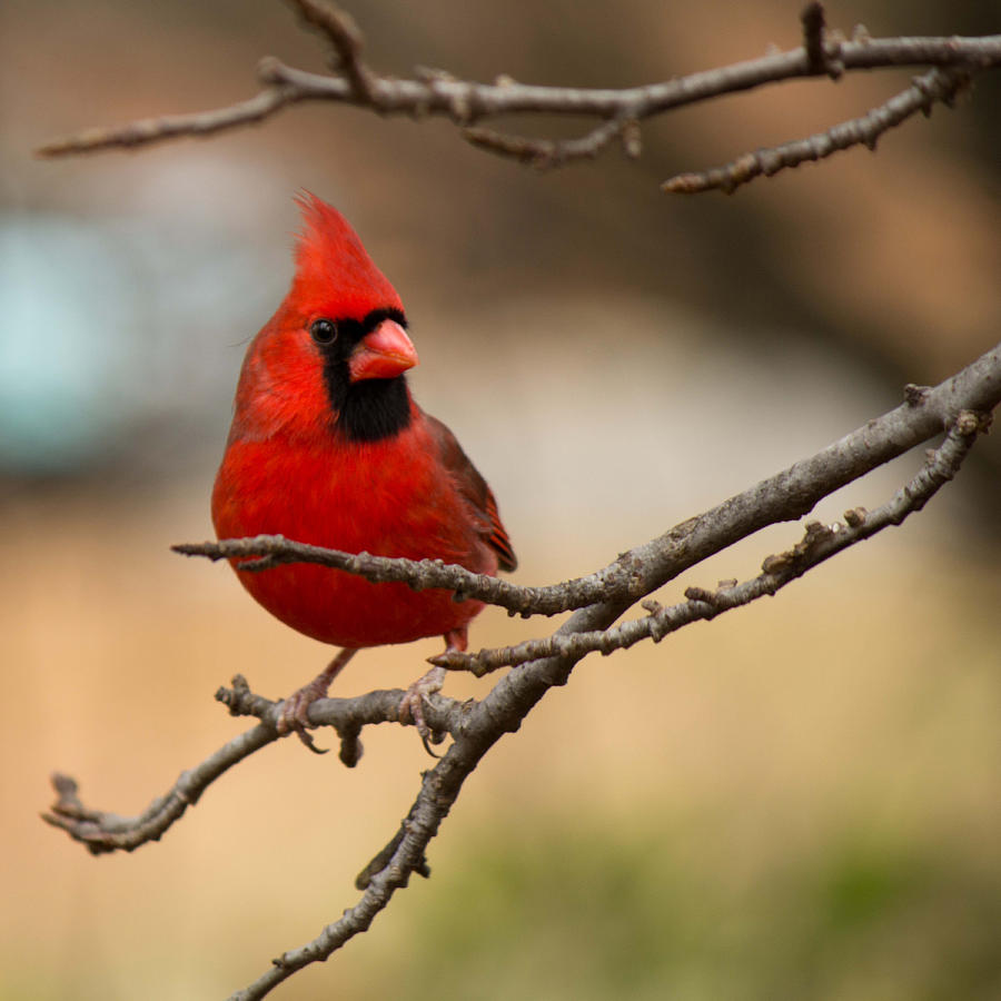Nature Photograph - Mr. Cardinal by Sandra Clark