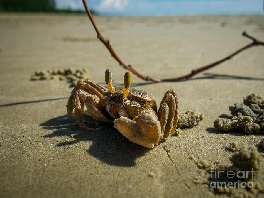 Nature Photograph - Mr. Crab 2 by Will Cardoso