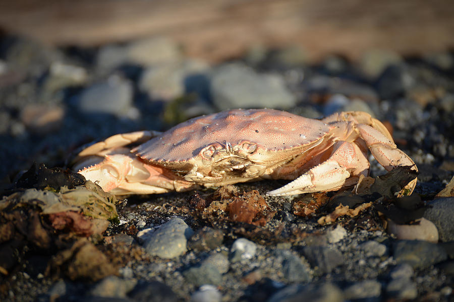 Mr. Crab in the Setting Sun Photograph by Ronda Broatch
