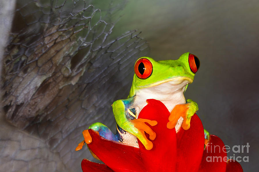 Frog Photograph - Mr. Curious by Mary Lou Chmura