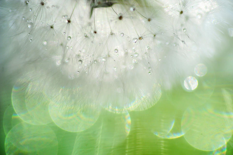 Summer Photograph - Mr. Dandelion. Inner Light by Jenny Rainbow