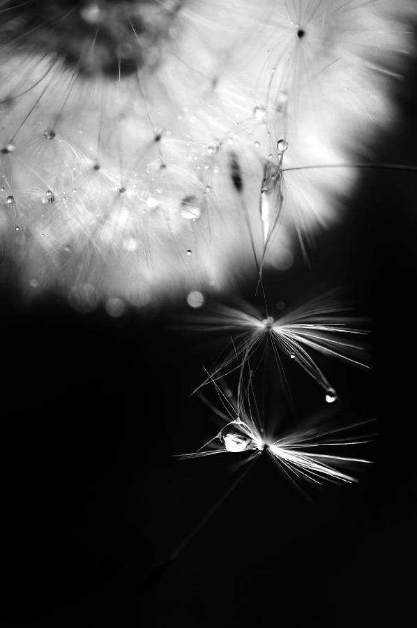 Black And White Photograph - Mr. Dandelion. Light Flight 1. Black and White by Jenny Rainbow