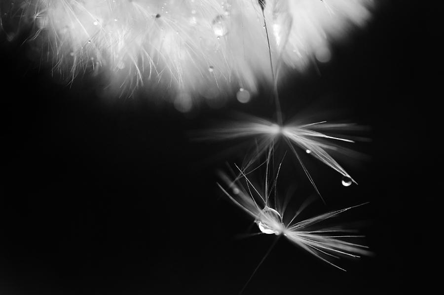 Mr. Dandelion. Light Flight. Black and White Photograph by Jenny ...