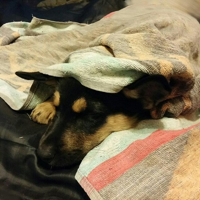 Puppy Photograph - Mr Darcy Asleep Under Towel#instadog by Abbie Shores
