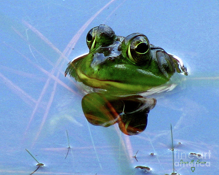 Mr. Frog Photograph by Donna Brown