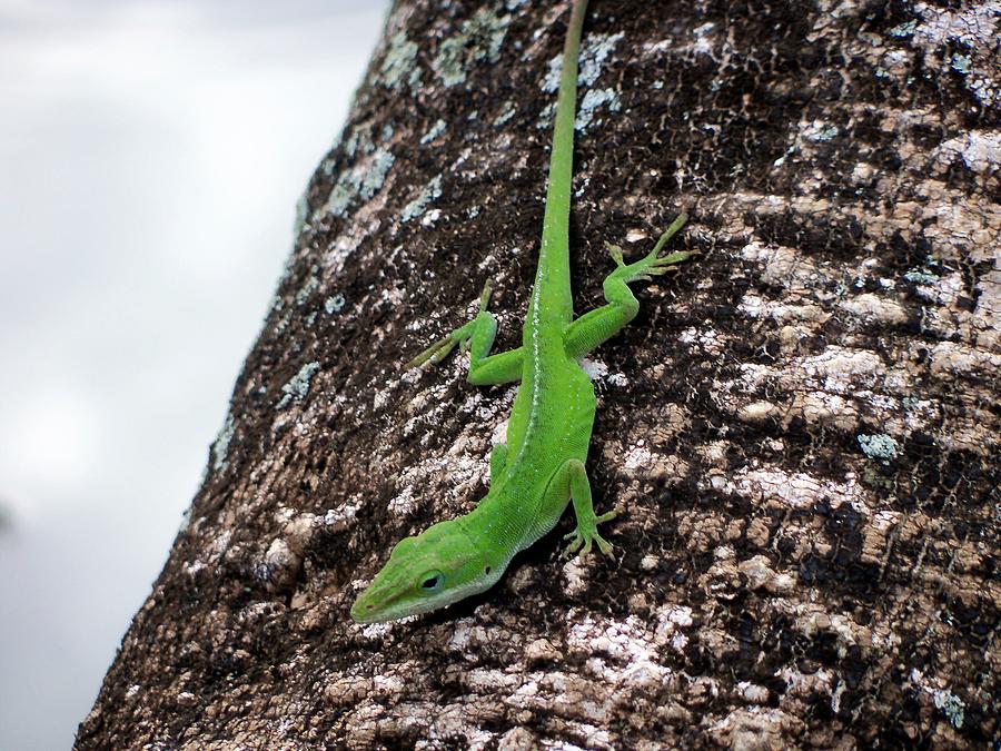 Mr. Gecko Photograph by Cornelia DeDona