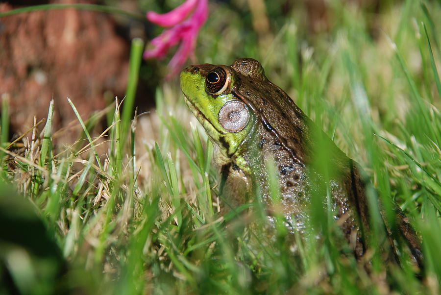 Mr. Green Frog Sitting In The Sun Photograph by Janice Adomeit