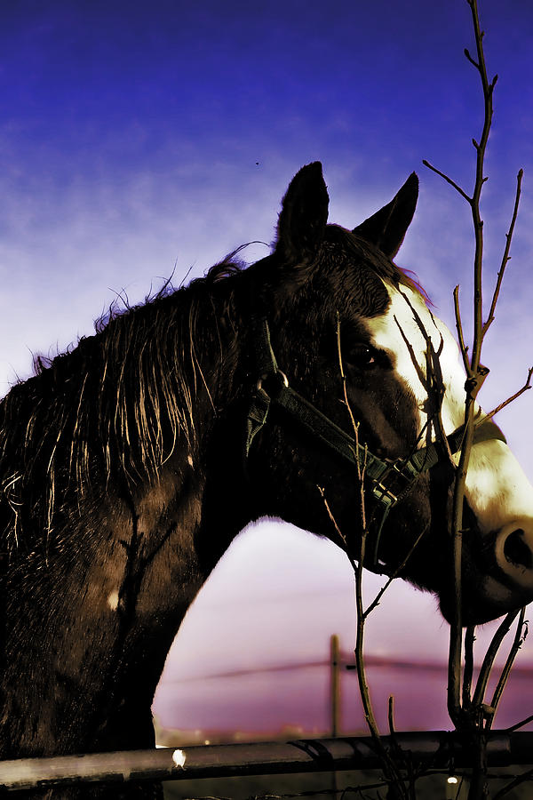 Horse Photograph - Mr Green by Joe Bledsoe