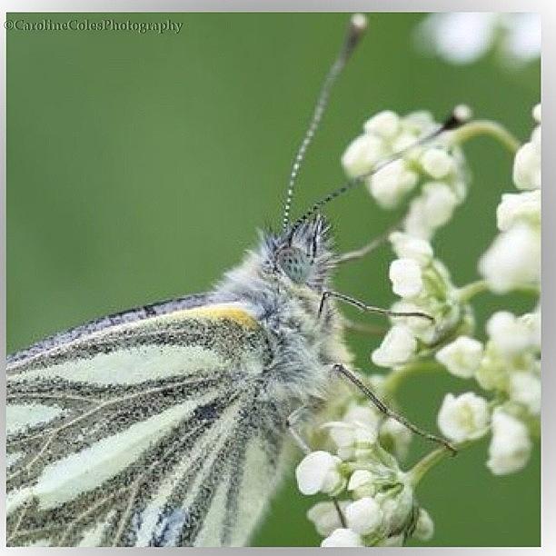 💫mr Green-veined Butterfly Enjoying Photograph by Caroline Coles