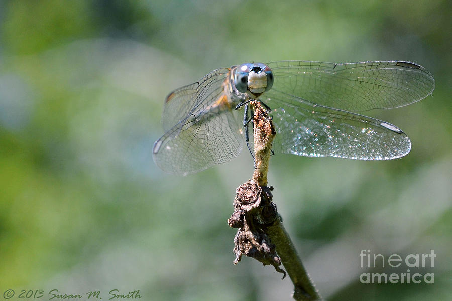 Nature Photograph - Mr. Happy by Susan Smith