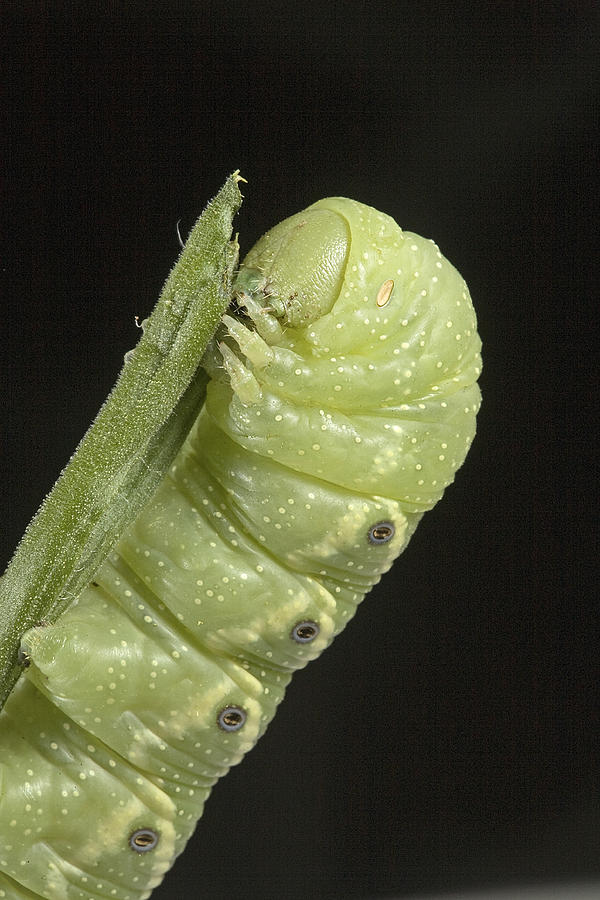 Mr. Hornworm Photograph by Buddy Mays - Pixels