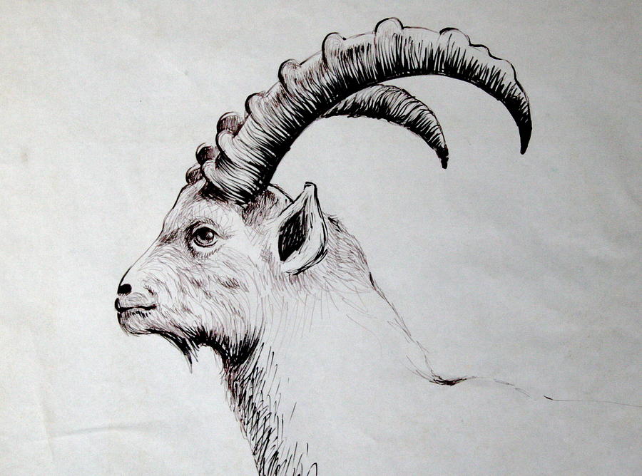 Mr. Ibex Drawing by Shelley Phillips | Fine Art America