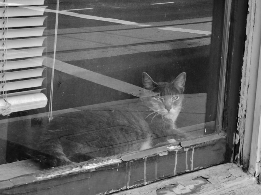 Mr. Kitty Takes a Break Photograph by Charles Lucas